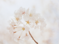 Mīļi sveicieni Māmiņdienā un darba lapas kopīgām aktivitātēm!