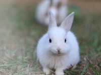 Pārbaudiet savas zināšanas par Lieldienām, izpildot starpbrīža testu!